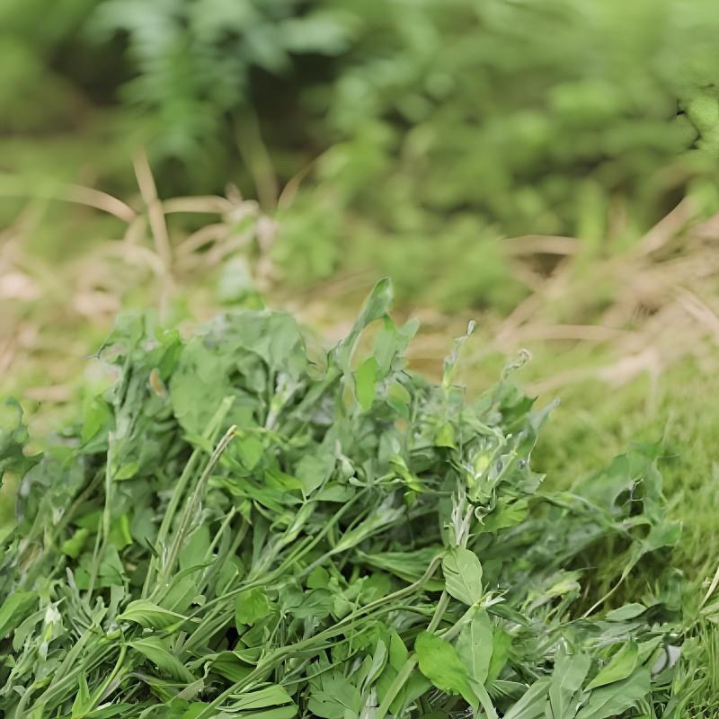 Sausa lucerna maziem mājdzīvniekiem: jaunajiem trušiem, činčillām un jūrascūkām