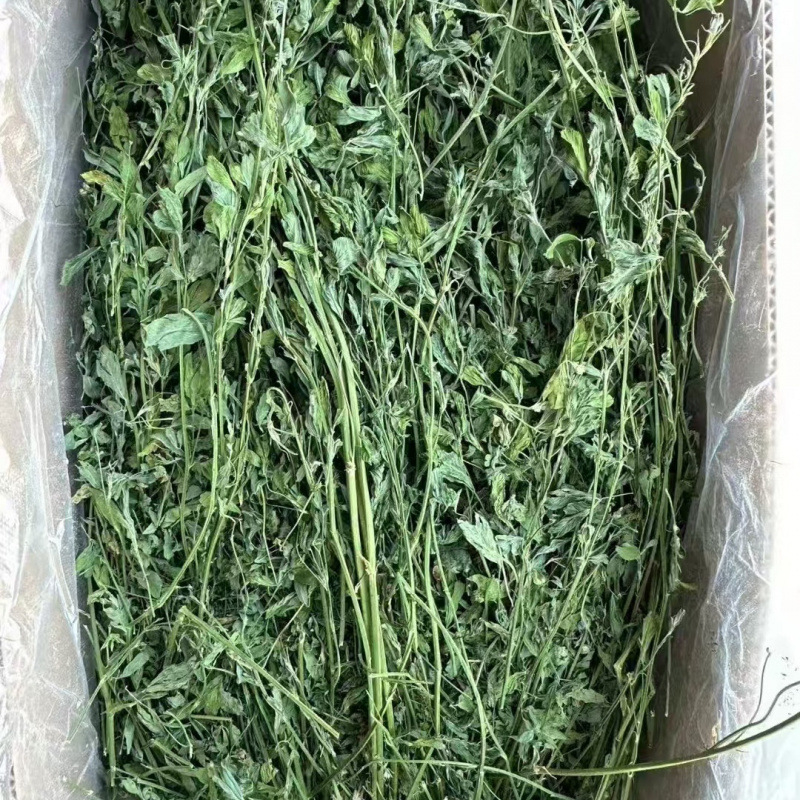 Sausa lucerna maziem mājdzīvniekiem: jaunajiem trušiem, činčillām un jūrascūkām