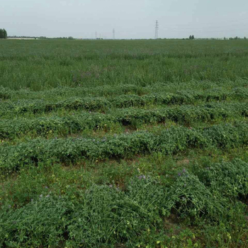 Žāvēta dadzene zāle maziem mājdzīvniekiem, 1 kg iepakojums, zīmols Yisen, izcelsme Shandong