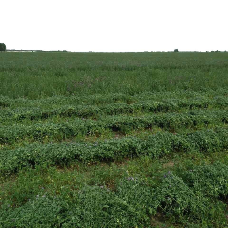 Žāvēta dadzene zāle maziem mājdzīvniekiem, 1 kg iepakojums, zīmols Yisen, izcelsme Shandong