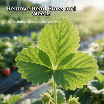 Sausa barība maziem mājdzīvniekiem ar žāvētām zemeņu lapām un zemeņu stādiem — vispārēja lietošana; 50 g; izcelsme Henan