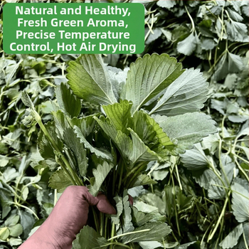 Sausa barība maziem mājdzīvniekiem ar žāvētām zemeņu lapām un zemeņu stādiem — vispārēja lietošana; 50 g; izcelsme Henan