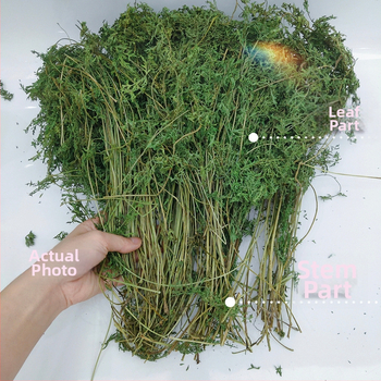 Žāvēti burkānu gali – molārās uzkodas trušiem, činčillām un cūkām (Materiāls: Cits; Izcelsme: Skatīt detaļas; Importa: Nē; Zīmols: Cits)