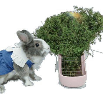 Žāvēti burkānu gali – molārās uzkodas trušiem, činčillām un cūkām (Materiāls: Cits; Izcelsme: Skatīt detaļas; Importa: Nē; Zīmols: Cits)