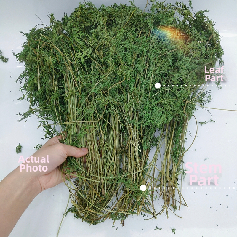 Žāvēti burkānu gali – molārās uzkodas trušiem, činčillām un cūkām (Materiāls: Cits; Izcelsme: Skatīt detaļas; Importa: Nē; Zīmols: Cits)