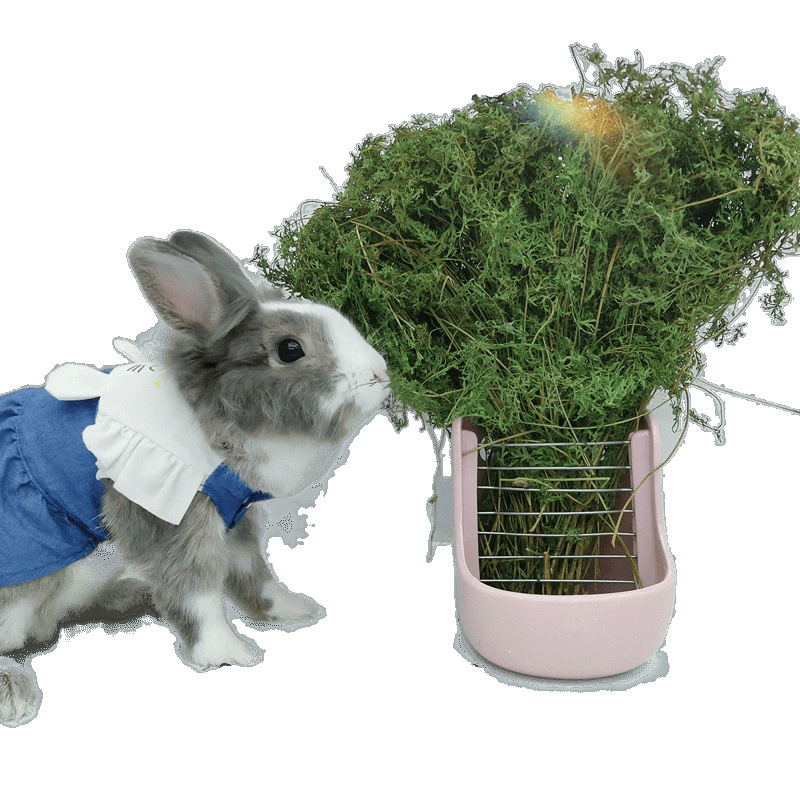 Žāvēti burkānu gali – molārās uzkodas trušiem, činčillām un cūkām (Materiāls: Cits; Izcelsme: Skatīt detaļas; Importa: Nē; Zīmols: Cits)