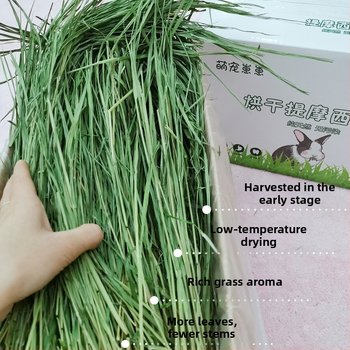 Timotijas zāle – sausā barība trušiem, činčillām un jūrascūkām – gremošanas atbalsts