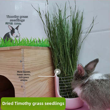 Timotijas zāle – sausā barība trušiem, činčillām un jūrascūkām – gremošanas atbalsts