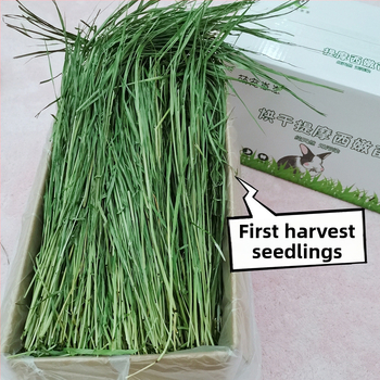 Timotijas zāle – sausā barība trušiem, činčillām un jūrascūkām – gremošanas atbalsts