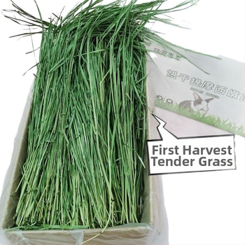 Timotijas zāle – sausā barība trušiem, činčillām un jūrascūkām – gremošanas atbalsts