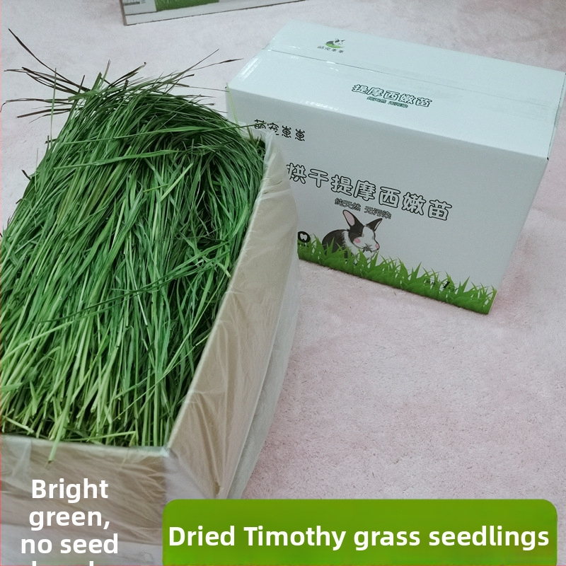 Timotijas zāle – sausā barība trušiem, činčillām un jūrascūkām – gremošanas atbalsts