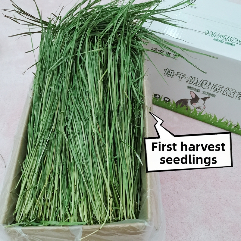 Timotijas zāle – sausā barība trušiem, činčillām un jūrascūkām – gremošanas atbalsts