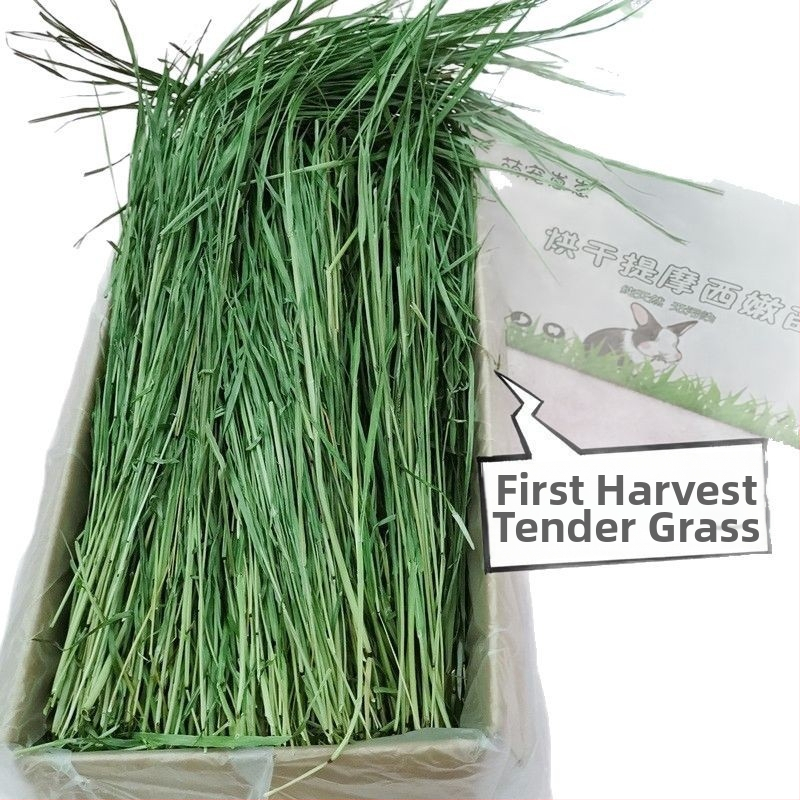 Timotijas zāle – sausā barība trušiem, činčillām un jūrascūkām – gremošanas atbalsts