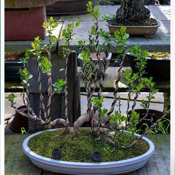 Sârmă de aluminiu pentru modelarea bonsailor, set de 3 piese, pentru formarea bonsailor și antrenamentul plantelor