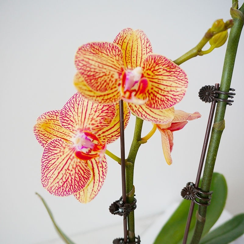 Sodo dekoratyvinis ornamentas drugelių orchidėjoms – atrama lazdelė iš plastiko dengtos geležies vielos