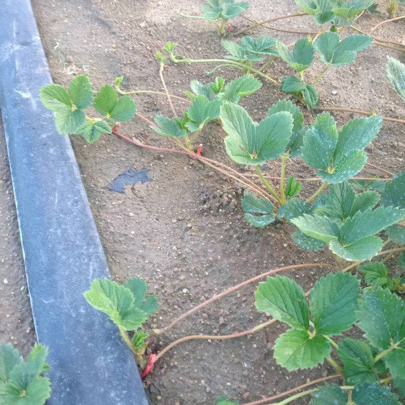 Unealtă de presare a răsadurilor în seră – plastic, manual, Eternal Crown, pentru plantarea pomilor fructiferi