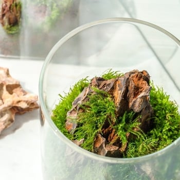 Μπουκάλι terrarium από γυαλί μποροσιλικό με Moss — μικρό φυτό γραφείου, εσωτερικό μικρο τοπίο, μάρκα Independent, κωδικός 88, συσκευασία από χαρτόνι
