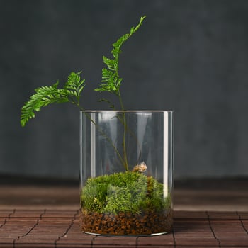 Terrarium din sticlă pentru birou cu micro peisaj Luohan Pine, obiect decor handmade, cadou pentru plante de interior, purifică aerul