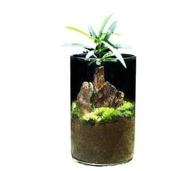 Terrarium din sticlă pentru birou cu micro peisaj Luohan Pine, obiect decor handmade, cadou pentru plante de interior, purifică aerul
