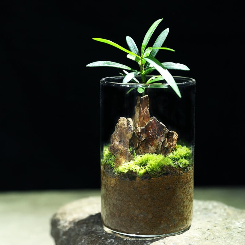 Terrarium din sticlă pentru birou cu micro peisaj Luohan Pine, obiect decor handmade, cadou pentru plante de interior, purifică aerul