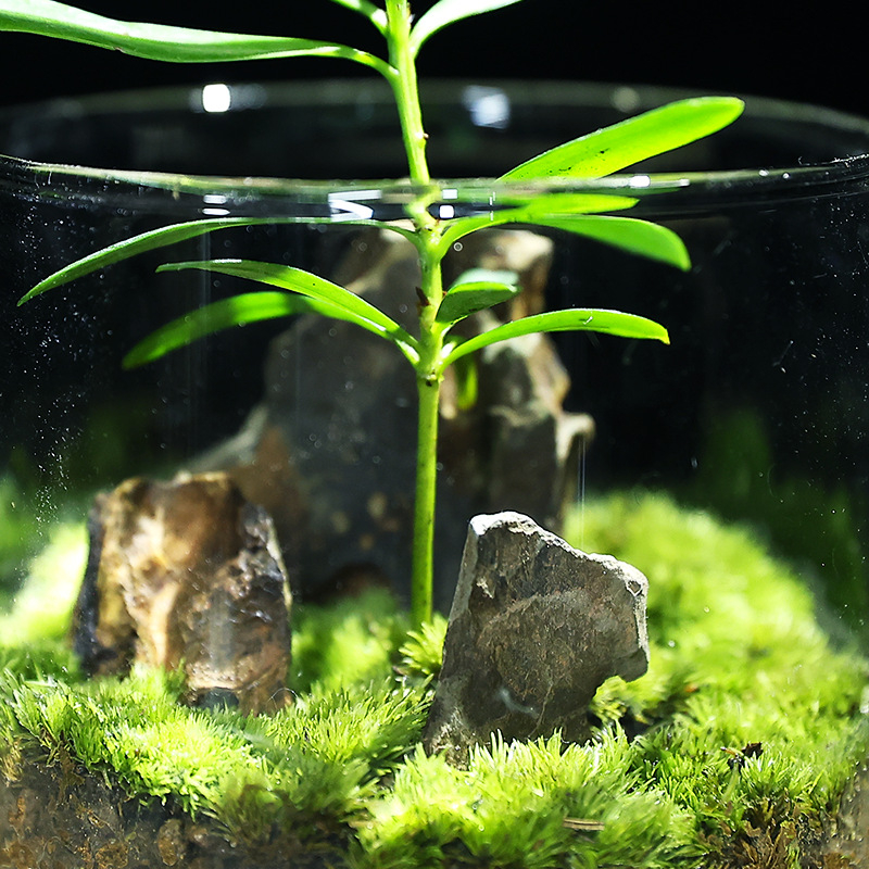 Terrarium din sticlă pentru birou cu micro peisaj Luohan Pine, obiect decor handmade, cadou pentru plante de interior, purifică aerul