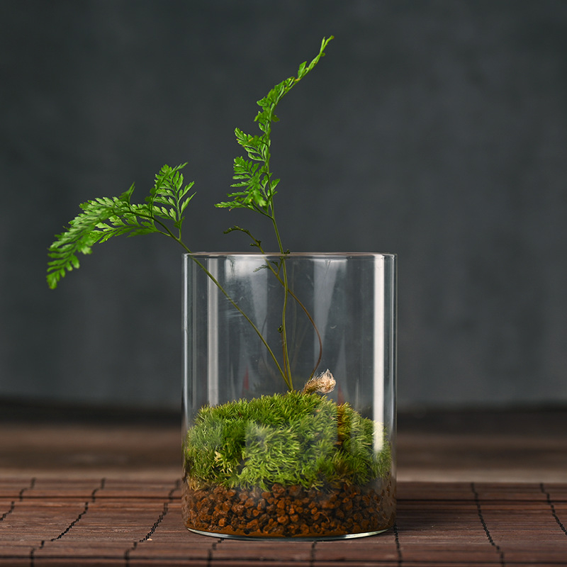 Terrarium din sticlă pentru birou cu micro peisaj Luohan Pine, obiect decor handmade, cadou pentru plante de interior, purifică aerul