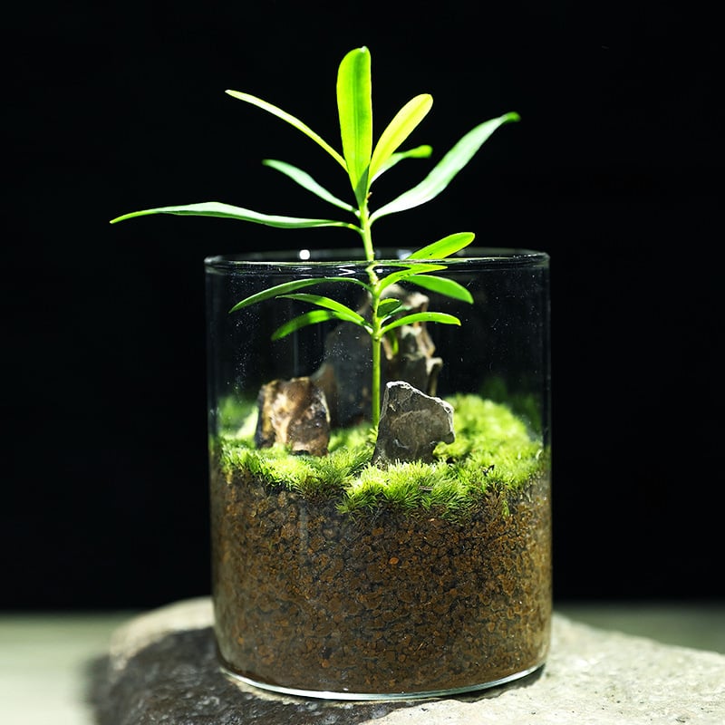 Terrarium din sticlă pentru birou cu micro peisaj Luohan Pine, obiect decor handmade, cadou pentru plante de interior, purifică aerul