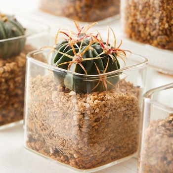 Terārijas pudele sukulentiem un kaktusiem — augstas borosilikāta stikls, kvadrātveida, caurspīdīga, mini ainava traukā