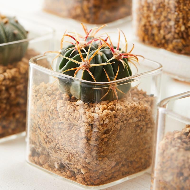 Terārijas pudele sukulentiem un kaktusiem — augstas borosilikāta stikls, kvadrātveida, caurspīdīga, mini ainava traukā