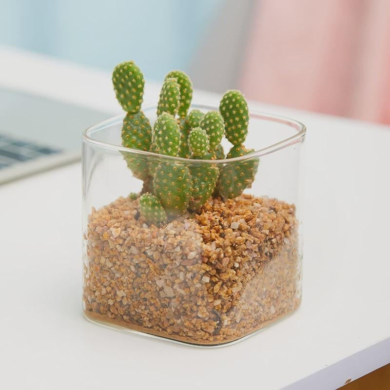 Terārijas pudele sukulentiem un kaktusiem — augstas borosilikāta stikls, kvadrātveida, caurspīdīga, mini ainava traukā