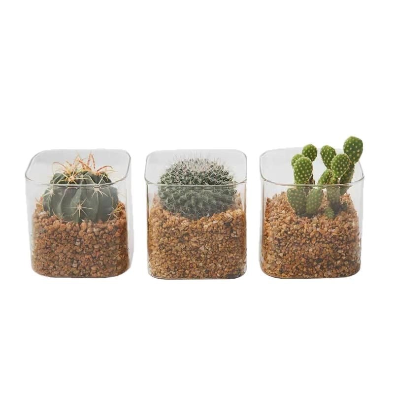 Terārijas pudele sukulentiem un kaktusiem — augstas borosilikāta stikls, kvadrātveida, caurspīdīga, mini ainava traukā