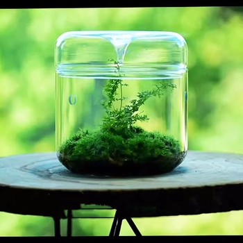 Rankų darbo stalinis stiklinis mikro peizažo buteliukas augalams (aukštos kokybės borosilikatinis stiklas; Independent prekė; kartoninė pakuotė; stovėjimo forma)