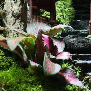Staklena boca s mahom – mikro pejzaž, planinski pogled, kineski stil, ručna izrada, bonsai za ured (pakiranje u pjenastoj kutiji)