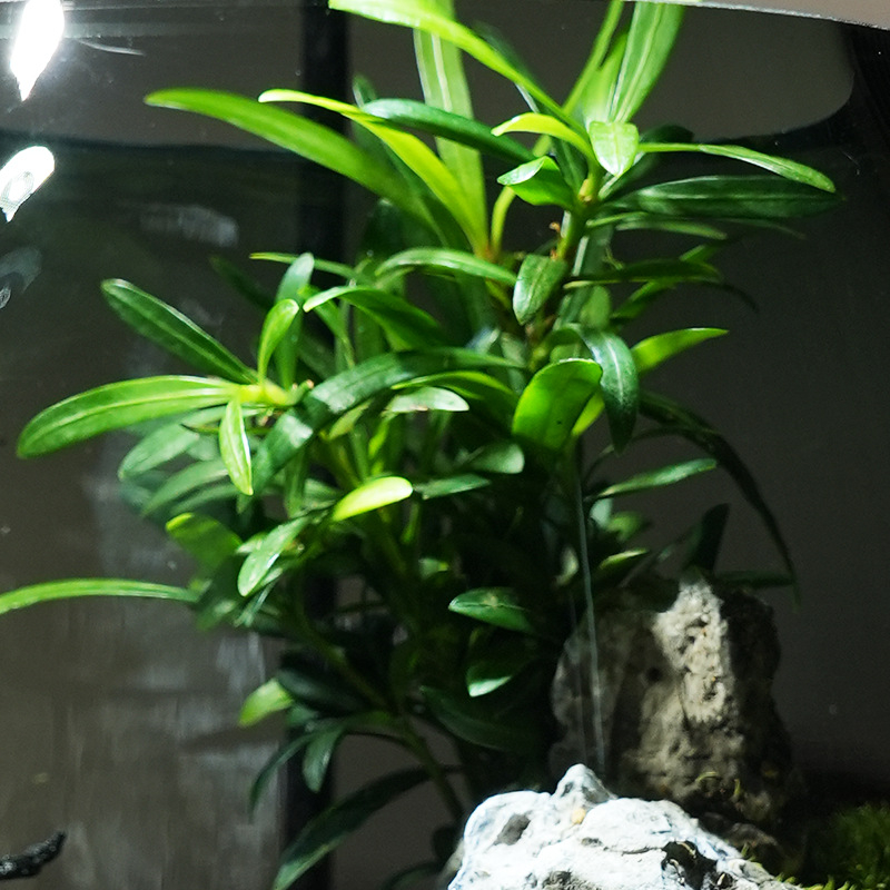 Staklena boca s mahom – mikro pejzaž, planinski pogled, kineski stil, ručna izrada, bonsai za ured (pakiranje u pjenastoj kutiji)