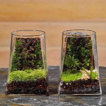 Mini meža mikrolanda pudelīte biroja galdam, stikla pudelīte no augsta borosilikāta stikla, Independence zīmols, kartona iepakojums