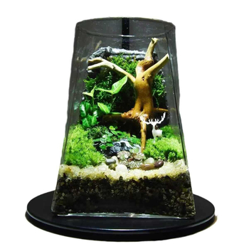 Mini meža mikrolanda pudelīte biroja galdam, stikla pudelīte no augsta borosilikāta stikla, Independence zīmols, kartona iepakojums