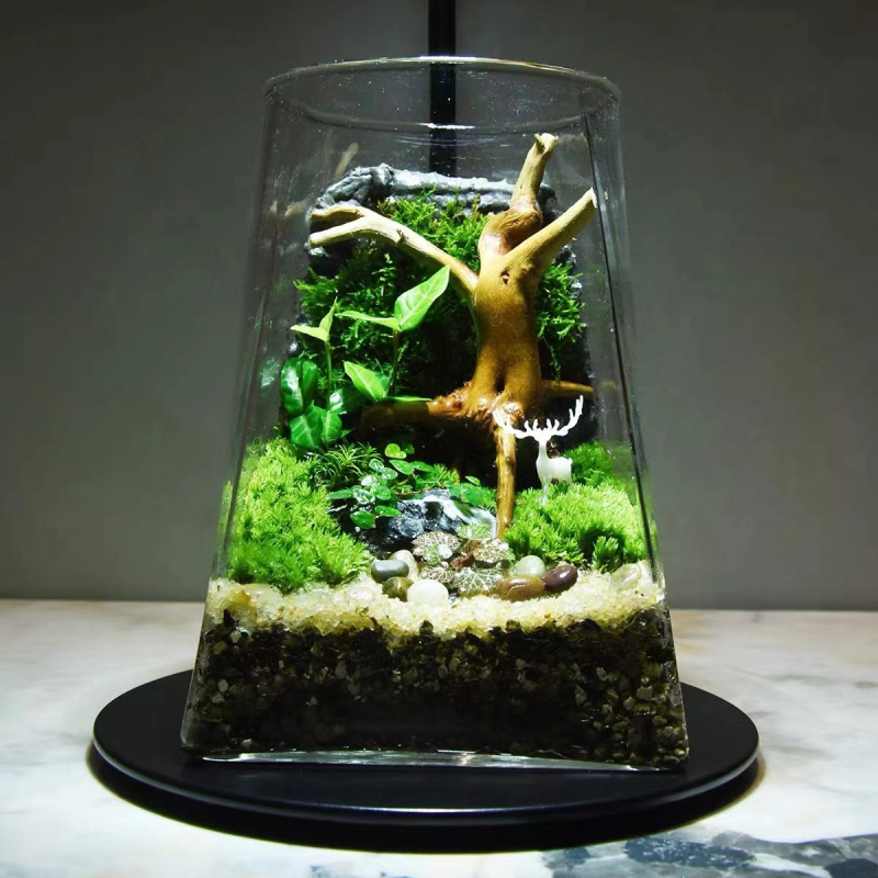 Mini meža mikrolanda pudelīte biroja galdam, stikla pudelīte no augsta borosilikāta stikla, Independence zīmols, kartona iepakojums