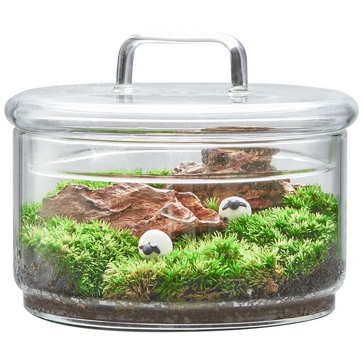 Dzīvs sūnu terārijs — mikropeizējums sūnām stiklā no borosilikāta stikla, DIY iekšējai dekorašanai