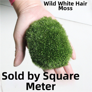 Peisaj mini cu mușchi DIY cu ornamente — Ye Zun Crafts, Material: plantă, Ambalare în cutie