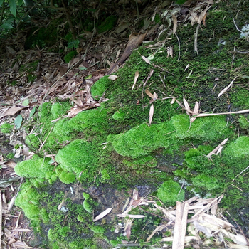 Peisaj mini cu mușchi DIY cu ornamente — Ye Zun Crafts, Material: plantă, Ambalare în cutie