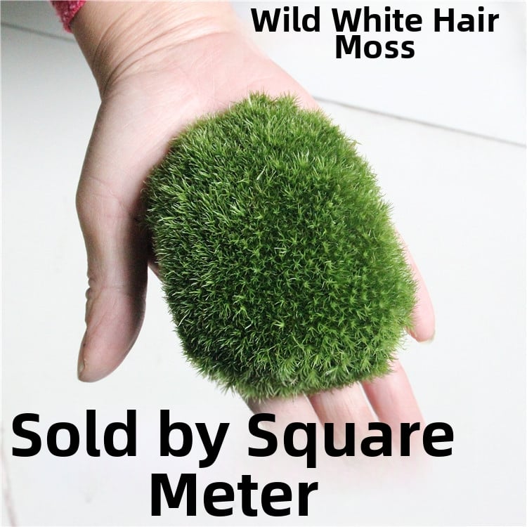 Peisaj mini cu mușchi DIY cu ornamente — Ye Zun Crafts, Material: plantă, Ambalare în cutie