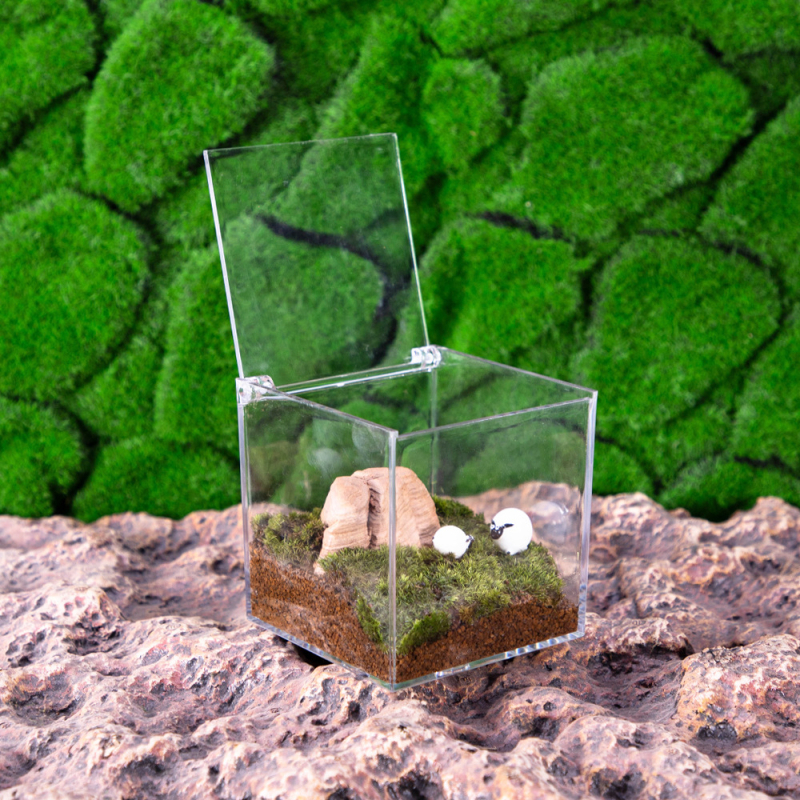 Akrila pudelīte ar mikro ainavu no sūnas — galda dekors DIY, dāvana no Hi Woof Meow