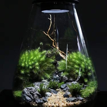 Stikla ekoloģiskā pudelīte ar mikro ainavu un sūnu — dekoratīvā hidroponiskā vāze mājām (Materiāls: augstas borosilikāta stikls; Iepakojums: kartons; Dāvana: piemērots; Novietojums: plauktam)