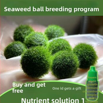 Bilă de alge Marimo în sticlă ecologică — peisaj hidroponic mic pentru cămin și acvariu cu pești de companie — plante acvatice oxigenante