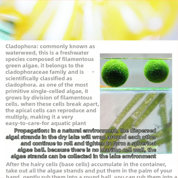 Bilă de alge Marimo în sticlă ecologică — peisaj hidroponic mic pentru cămin și acvariu cu pești de companie — plante acvatice oxigenante