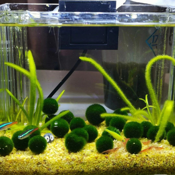 Bilă de alge Marimo în sticlă ecologică — peisaj hidroponic mic pentru cămin și acvariu cu pești de companie — plante acvatice oxigenante