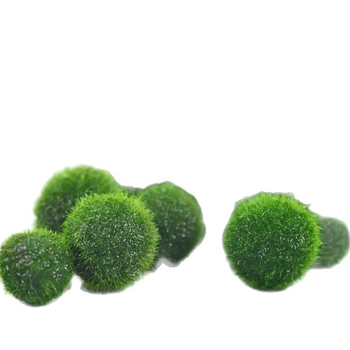 Bilă de alge Marimo în sticlă ecologică — peisaj hidroponic mic pentru cămin și acvariu cu pești de companie — plante acvatice oxigenante