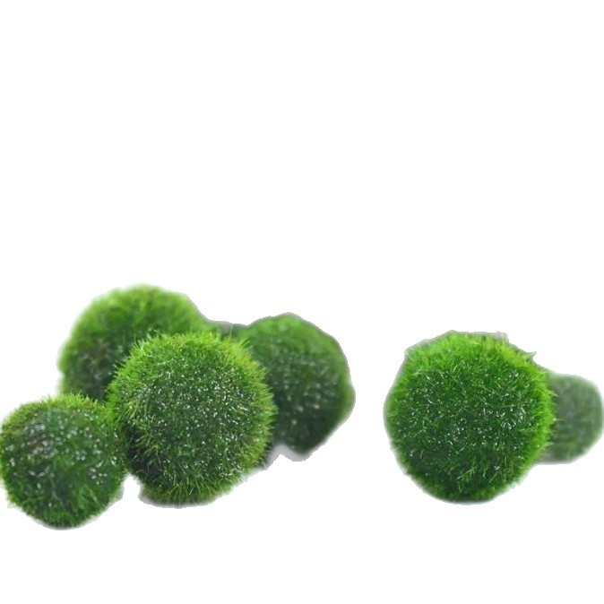 Bilă de alge Marimo în sticlă ecologică — peisaj hidroponic mic pentru cămin și acvariu cu pești de companie — plante acvatice oxigenante