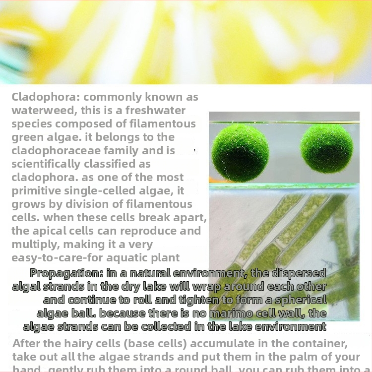 Marimo algová gulička v ekologickej fľaši — hydroponický mikro-krajinný set pre internát a akvárium s domácimi rybkami — vodné rastliny dodávajúce kyslík