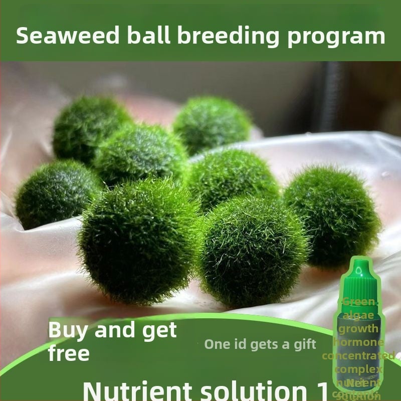 Bilă de alge Marimo în sticlă ecologică — peisaj hidroponic mic pentru cămin și acvariu cu pești de companie — plante acvatice oxigenante